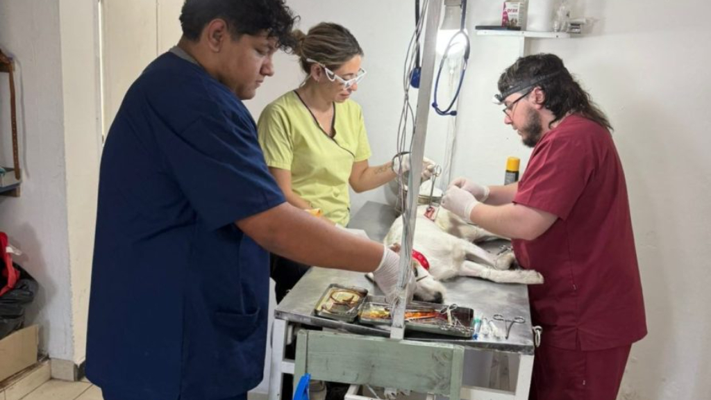Continúan las castraciones gratuitas en la ciudad