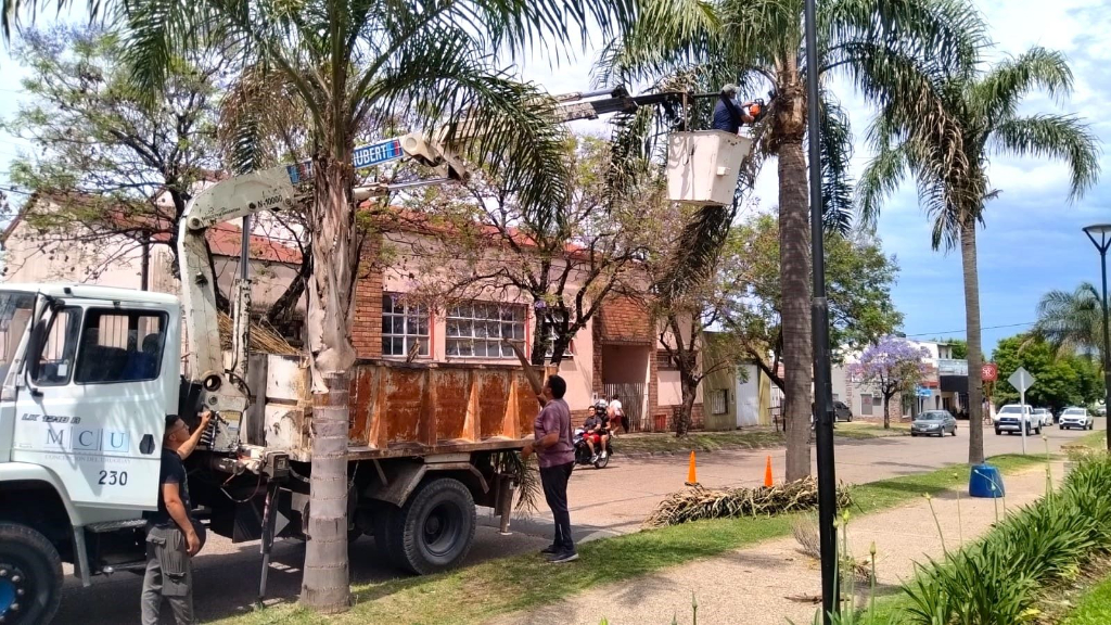 Poda preventiva de las palmeras para proteger el arbolado urbano