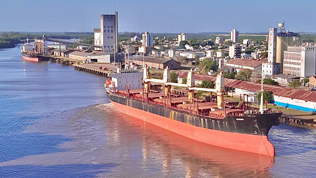 Eucaliptos a la India