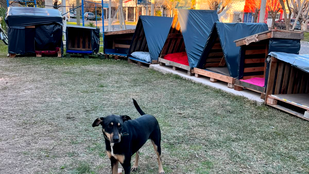 Más de 100 personas construyeron cuchas para perros callejeros