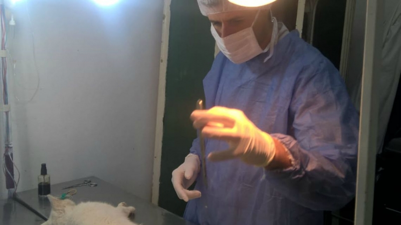 Sanidad animal: entregan turnos para castraciones gratuitas