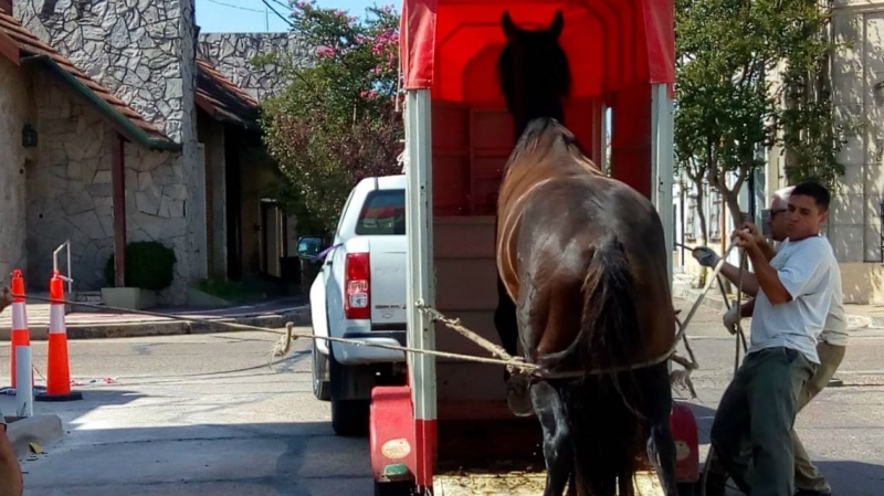Continúan los operativos por los caballos sueltos en la vía pública