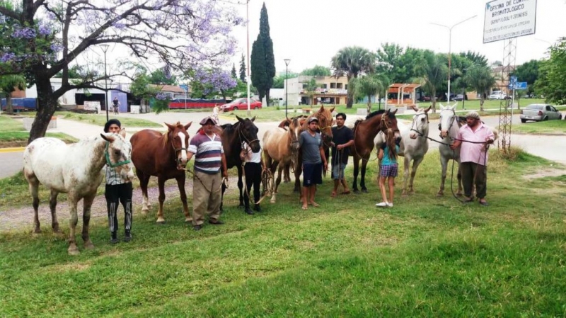 Colocaron chips a otros diez caballos