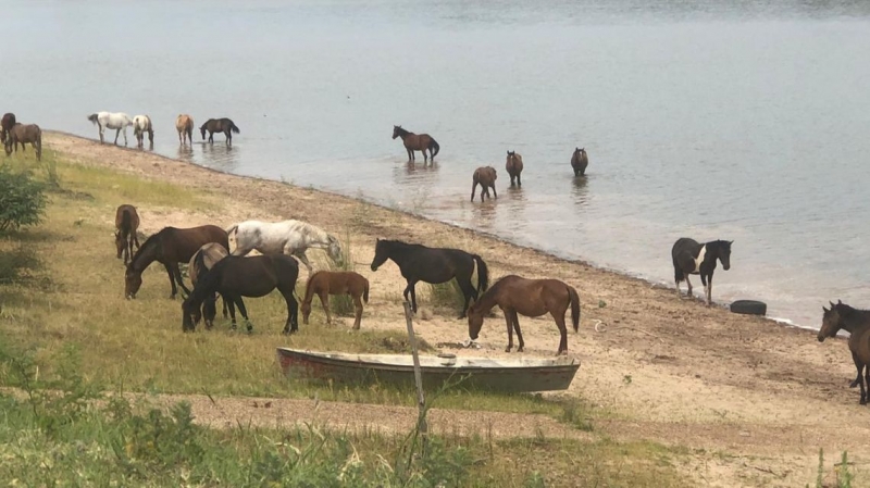 Mostraron cómo se protege a los caballos rescatados en la vía pública