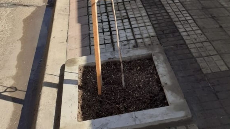 Culminó la primera etapa del plan de Arbolado Urbano