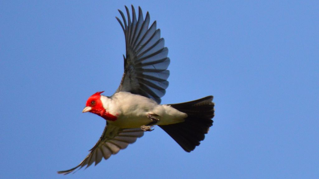 Desde agosto se podrá visitar la muestra virtual “Pajare-río, Aves en Movimiento”