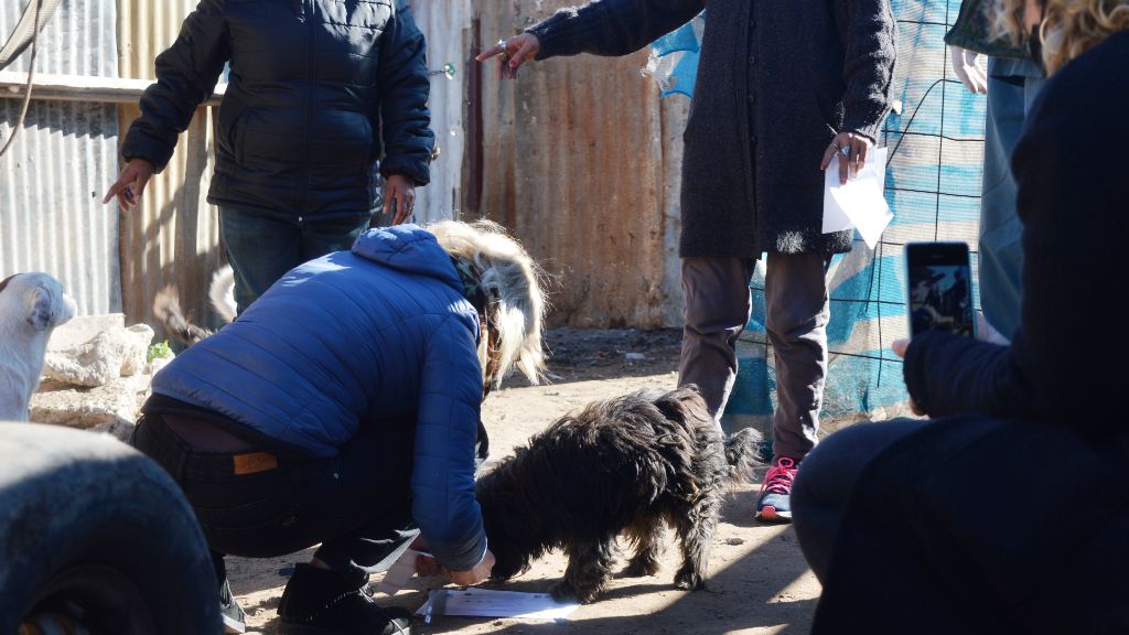 El Municipio realizó más de dos mil castraciones gratuitas