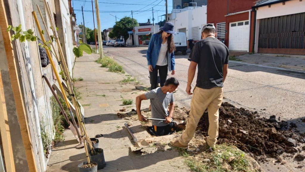 Comenzó la segunda etapa del Plan de Arbolado Urbano