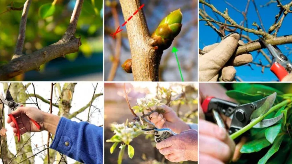 Caseros: comenzó la campaña de poda