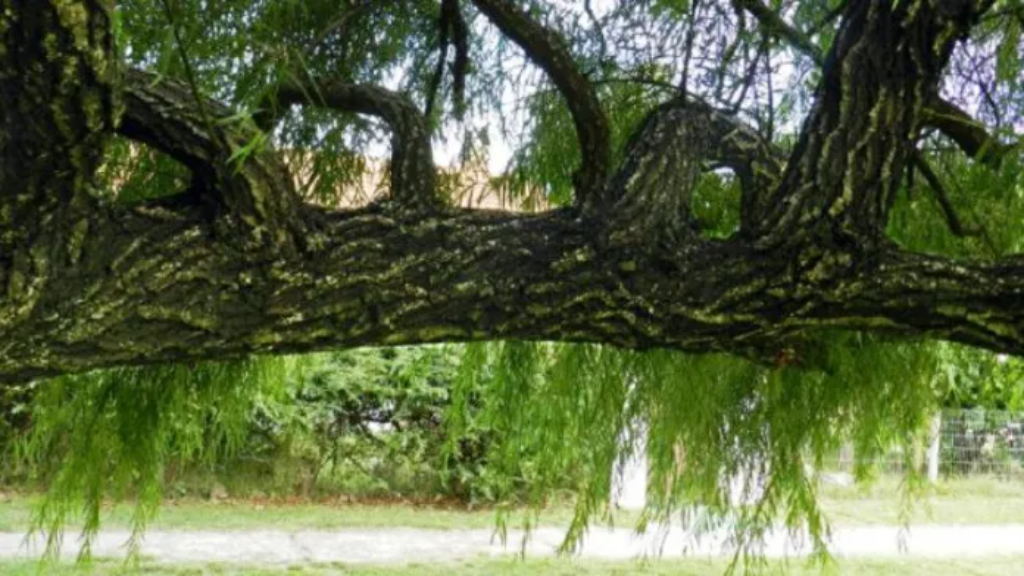 Caseros: Celebración por el Día del Árbol