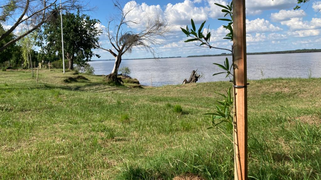 Plantaron árboles para recuperar el bosque nativo ribereño uruguayense