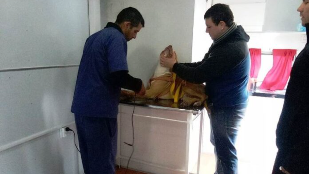Quirófano Móvil de Zoonosis en el 192 Viviendas