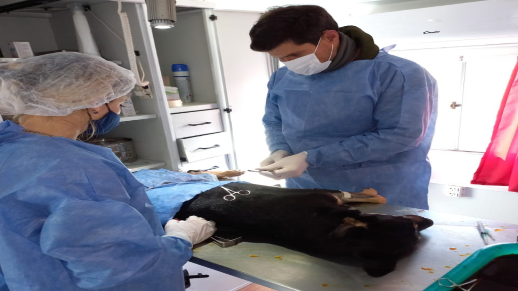 Se registraron más de mil castraciones en el área de Zoonosis municipal