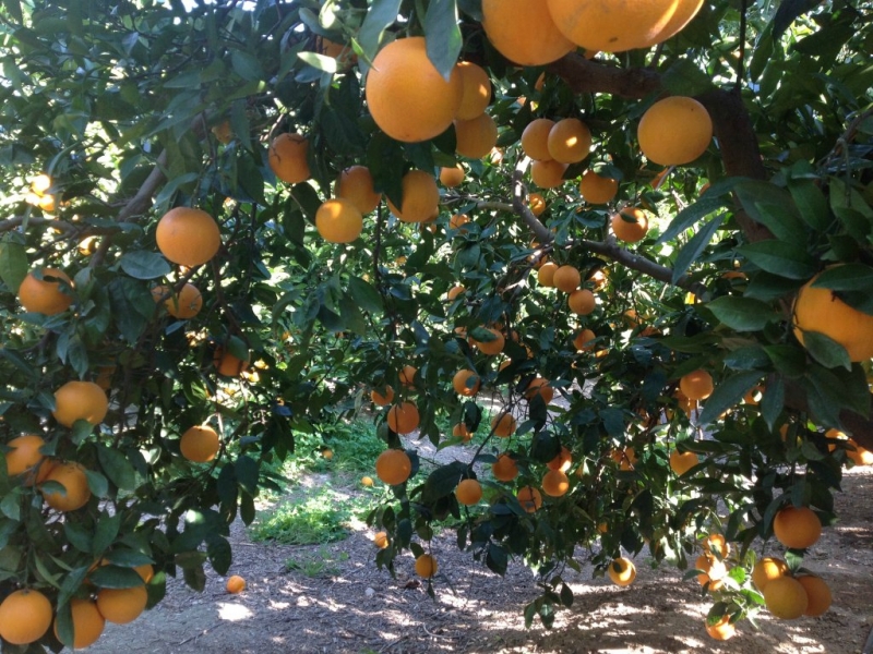 “En este momento está entrando mucha fruta desde Uruguay”, denunció Piana (Cambiemos)