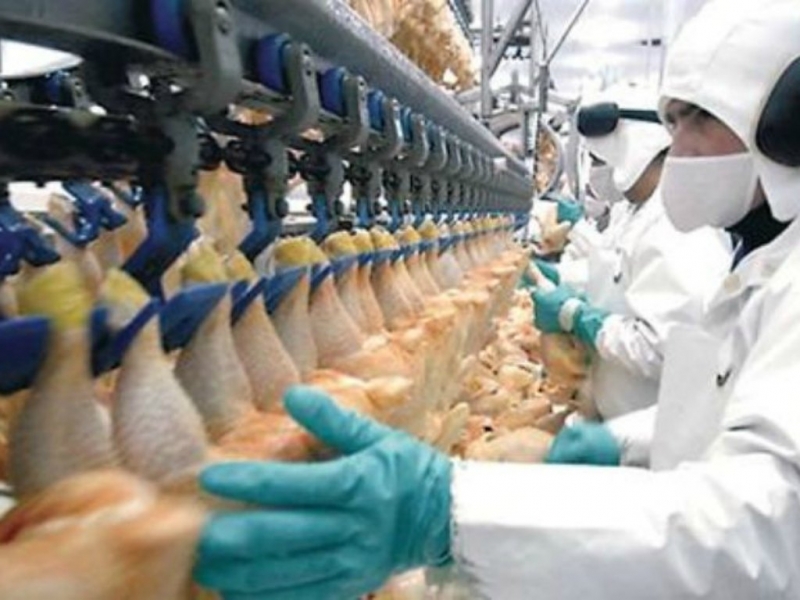 Riesgo para el trabajo uruguayense: la importación avícola desde Brasil aumentó 400 %