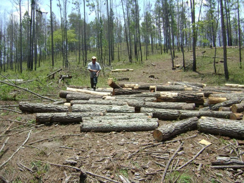 Proponen elaborar una nueva Ley de la Madera consensuada