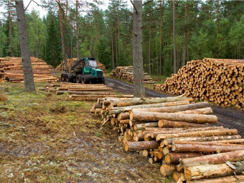Ley de la Madera: el texto que envió Bordet para su modificación