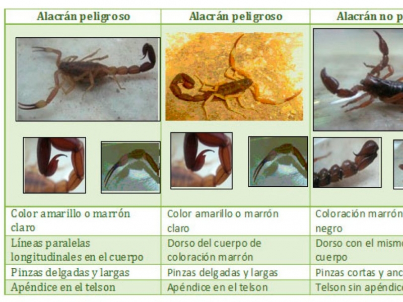 Recomendaciones ante la posible presencia de alacranes